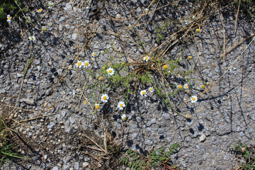 Close-up of white and yellow Feverfew daisies from the Tanacetum parthenium family growing on an asphalt road. flowers growing among the rocks. Hope, happiness, sunny summer day.