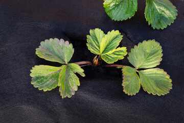 This is a close-up of the bright green strawberry leaves emerging through the black protective...