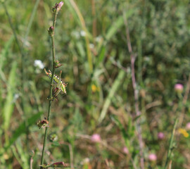 A tiny beautiful insect grasshopper perched on thin, elegant green grass and herbs in summer. A jumping grasshopper with a delicate green-patterned body is sunbathing.