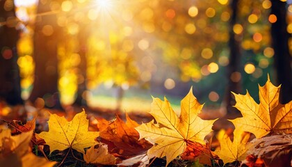 Naklejka na ściany i meble autumn maple leaves in sunlights sunny bokeh beautiful nature background with forest ground banner concept of fall season golden autumn card