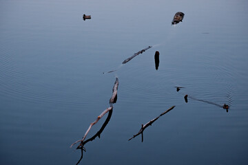 a floating tree on the river, resemblance to a man