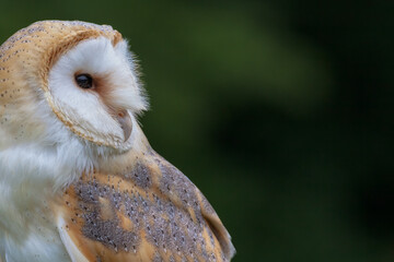 Side View of Perched Barn Owl