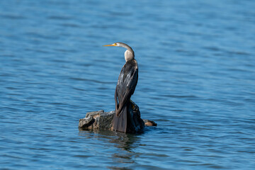 Snakeneck. The anhinga, sometimes called snakebird, darter, American darter, or water turkey, is a...