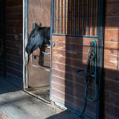 A black horse in an interior stall - obrazy, fototapety, plakaty