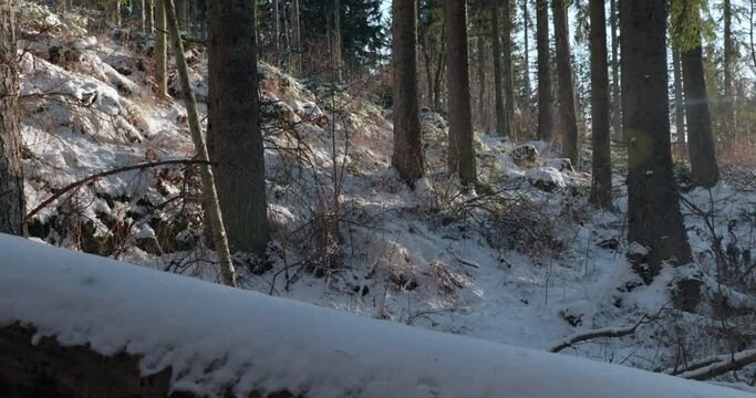 Winter in a the Swedish forest on the Omberg Mountain
