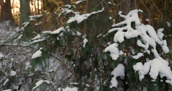 Winter in a the Swedish forest on the Omberg Mountain