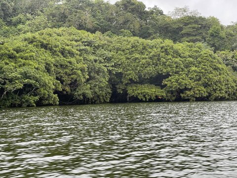 Vista de un lago y sus arboles en un d&iacute;a nublado