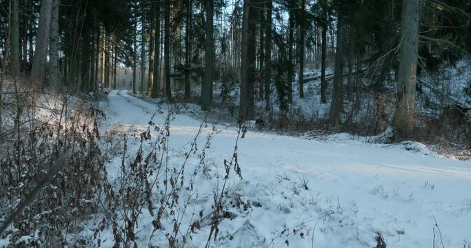 Winter in a the Swedish forest on the Omberg Mountain