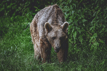 Portrait of a majestic brown bear walking in grass