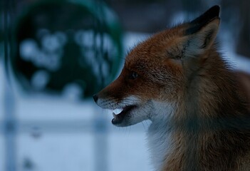 close-up profile of a red fox in a zoo through bars in winter