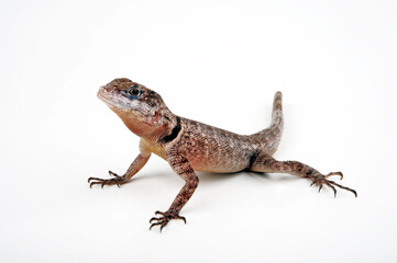 Mexikanischer Stachelleguan // Crevice Spiny Lizard (Sceloporus poinsetti)