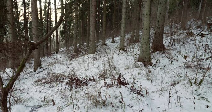Winter in a the Swedish forest on the Omberg Mountain