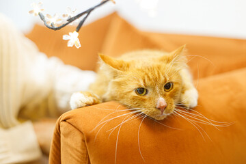 Adorable ginger cat sitting on sofa in room with christmas lights. Pet adoption concept. Person in...