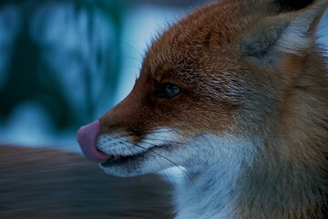 close-up profile of a red fox in a zoo through the bars in winter with its tongue hanging out