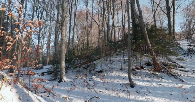 Winter in a the Swedish forest on the Omberg Mountain