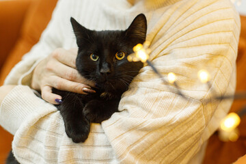 Adorable black cat sitting in woman hands in room with christmas lights. Pet adoption concept....