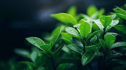 A close-up shot of a green plant branch with a background that is blurry.