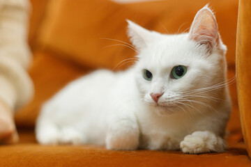 Adorable white cat sitting and relaxing on sofa in room. Pet adoption concept. Person in cozy...