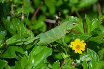 green lizard among the leaves