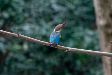 (Pelargopsis capensis)The stork-billed kingfisher is a tree kingfisher widely distributed in the tropical Indian subcontinent and Southeast Asia, from India to Indonesia.