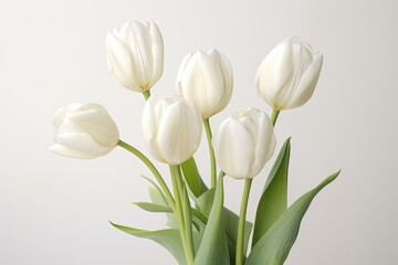 White tulip flowers bouquet over white background in sunlight