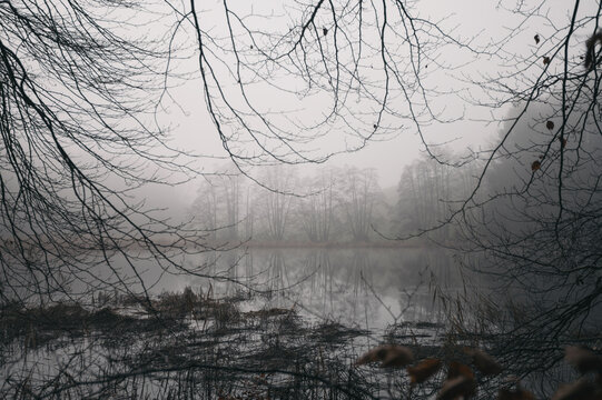 Fog by the lake in autumn, gray mystical weather and bare trees