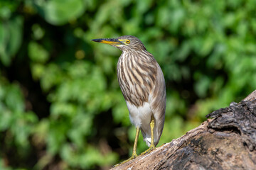 Indian Pond heron on tree branch