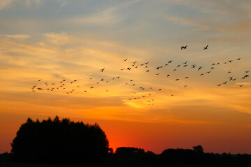sunset in masuria with flying birds - obrazy, fototapety, plakaty