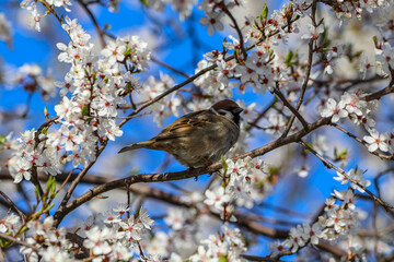 the birds sits on tree with blooming white flowersin summer