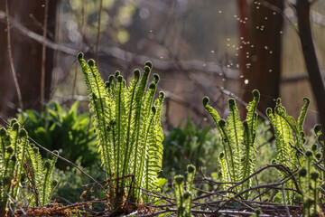 spring blooming ferns in the forest