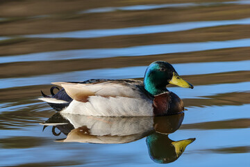 mallard duck in beautiful colors on the water - obrazy, fototapety, plakaty