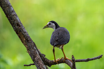 The white-breasted waterfowl is a waterbird of the rail and crake family Rallidae, widespread throughout South and Southeast Asia. They are dark colored birds with a clean white face, chest and belly.