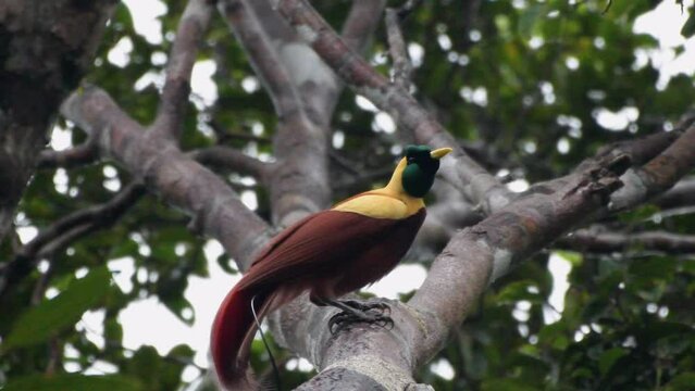 Red bird-of-paradise (Paradisaea rubra), also called the cendrawasih merah observed in West Papua, Indonesia
