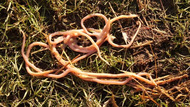 Ascari Parasitic Worms. Worms. Roundworms