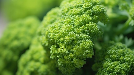 Close-up of vibrant green broccoli florets, clustered and detailed. The sharp focus and hyper-realistic texture highlight its freshness