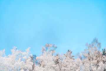 Winter natural background, snow-covered tree branches on the background of blue sky. Cold, frost in winter