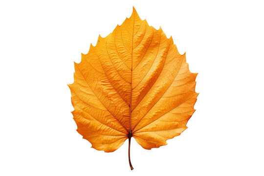 Vibrant autumn leaf isolated on white, detailed texture and warm colors captured in high resolution, perfect for seasonal designs.

