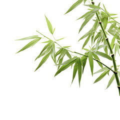 branches of bamboo isolated on transparent background, cut out, png