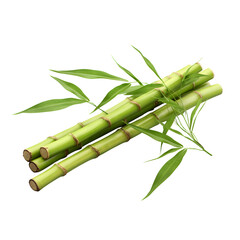 Green bamboo with leaves isolated on transparent background, cut out, png