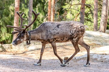 Fototapeta premium Helsinki, Finland