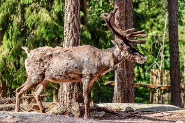 Fototapeta premium Helsinki, Finland