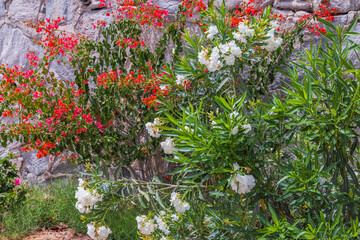 Beautiful view of tropical flowering plants on the rocky landscape of Gran Canaria, Spain.