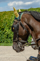 Fototapeta premium horse