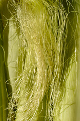 Corn silk and husks detail