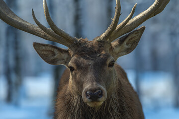 Fototapeta premium Hirsch-Portrait im Schnee