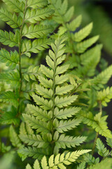 Korean rock fern leaves