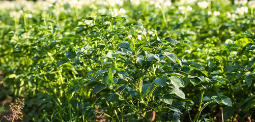 Potato flowers in agriculture field. Potato farming and cultivation in the countryside.