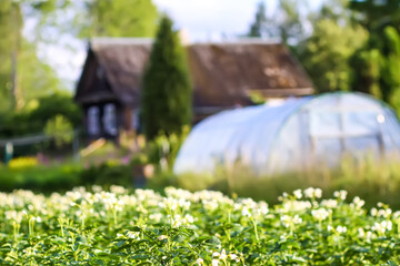Potato flowers in agriculture field with a greenhouse on background. Potato farming and cultivation in the countryside.