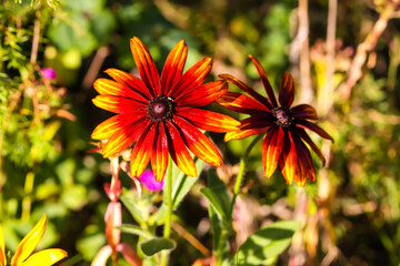 Rudbeckia hirta or Black-Eyed Susan yellow flowers. Ornamental garden plants in flowering season at summer.