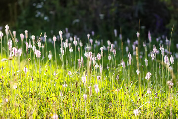 Beautiful meadow of wild flowers of the Plantago herb.